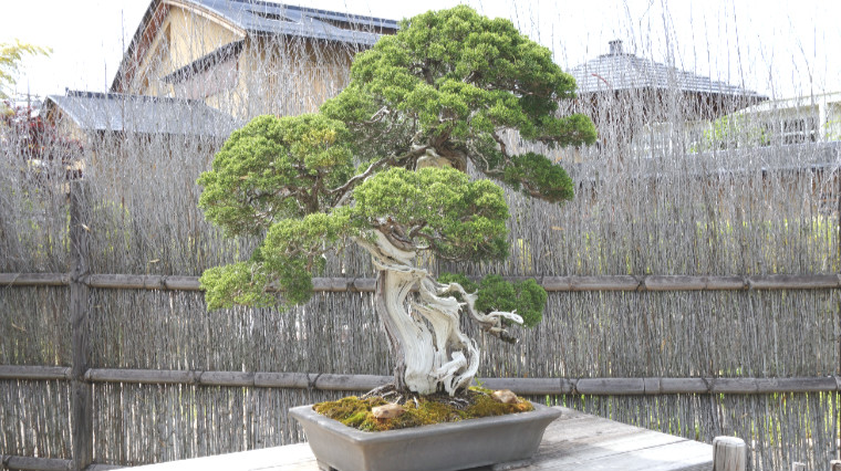 Peach_no_japao_bonsai_wabisabi